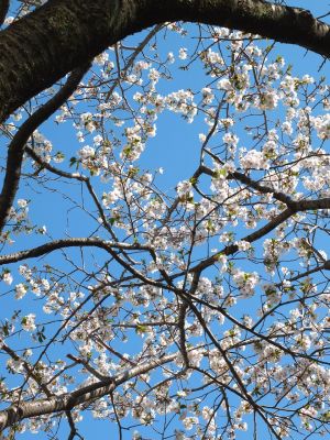 桜のトンネル（都筑ふれあいの丘への緑道）大島ざくら
