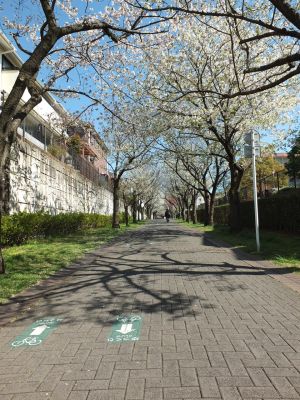 桜のトンネル（都筑ふれあいの丘への緑道）大島ざくら
