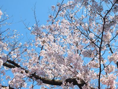 メゾン桜ヶ丘（染井吉野）
