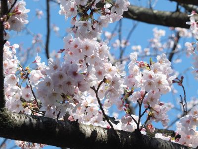 メゾン桜ヶ丘（染井吉野）
