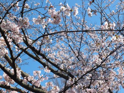 メゾン桜ヶ丘（染井吉野）
