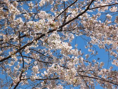 メゾン桜ヶ丘（染井吉野）
