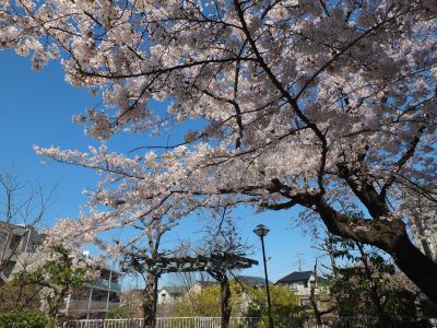 メゾン桜ヶ丘（染井吉野）
