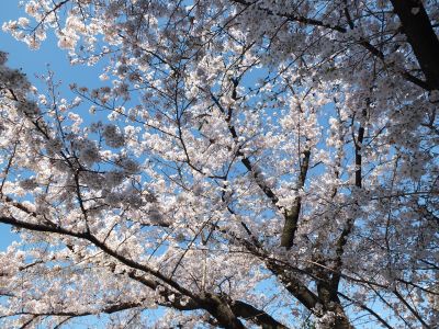 メゾン桜ヶ丘（染井吉野）
