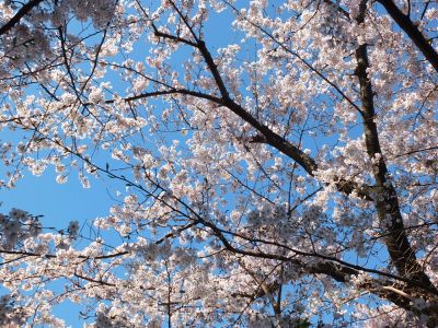 メゾン桜ヶ丘（染井吉野）
