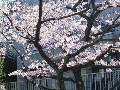 メゾン桜ヶ丘（染井吉野）
