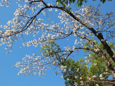 緑道（やまざくら）
