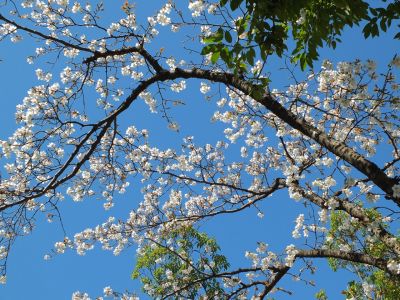 緑道（やまざくら）
