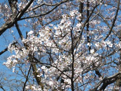鴨池公園（染井吉野）
