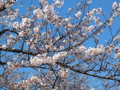 鴨池公園（染井吉野）
