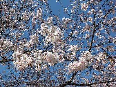 鴨池公園（染井吉野）

