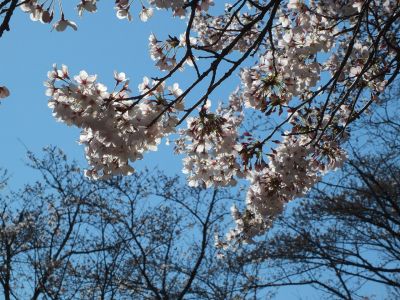 鴨池公園（染井吉野）
