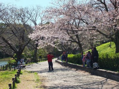 鴨池公園（染井吉野）
