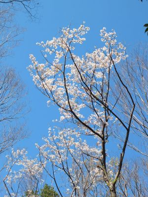 鴨池公園まん丸広場（やまざくら）
