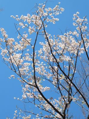 鴨池公園まん丸広場（やまざくら）
