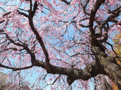 えだきん商店街
