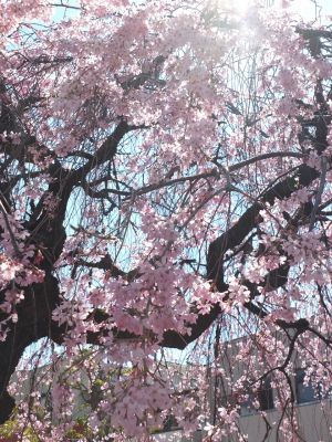 えだきん商店街
