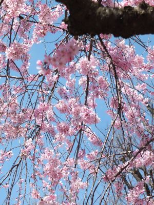 えだきん商店街
