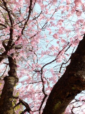 えだきん商店街（枝垂れ桜）
