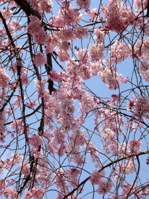 えだきん商店街（枝垂れ桜）
