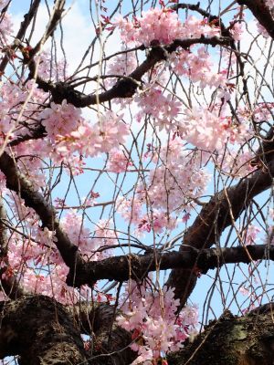 えだきん商店街（枝垂れ桜）
