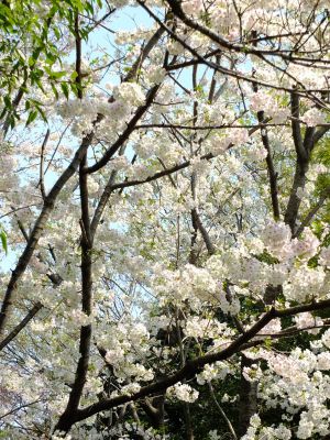 大島ざくら（けやきが丘）
