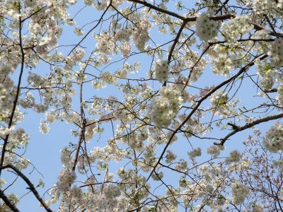 大島ざくら（けやきが丘）
