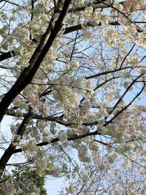 大島ざくら（けやきが丘）
