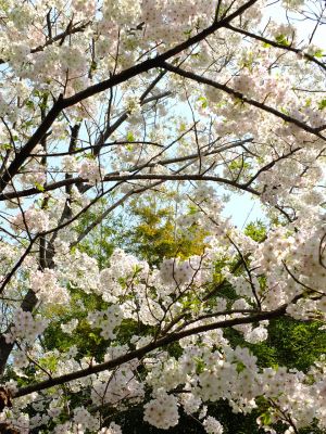 大島ざくら（けやきが丘）
