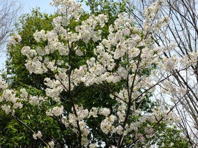 大島ざくら（けやきが丘）
