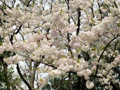 大島ざくら（けやきが丘）
