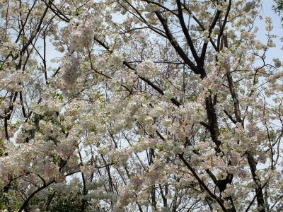 大島ざくら（けやきが丘）
