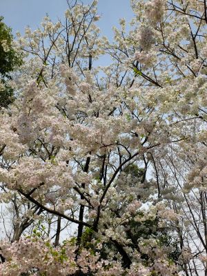 大島ざくら（けやきが丘）
