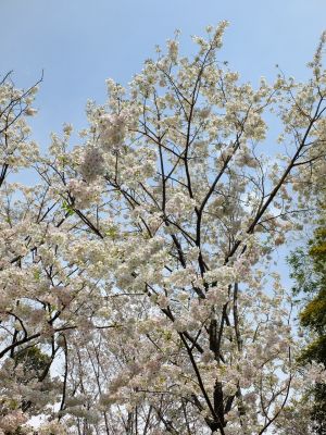 大島ざくら（けやきが丘）
