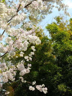 大島ざくら（けやきが丘）
