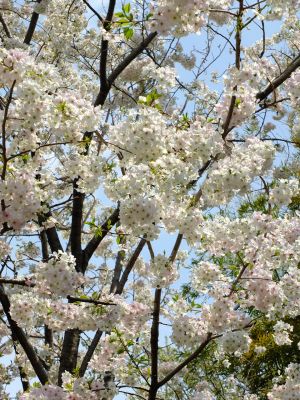 大島ざくら（けやきが丘）
