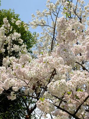 大島ざくら（けやきが丘）
