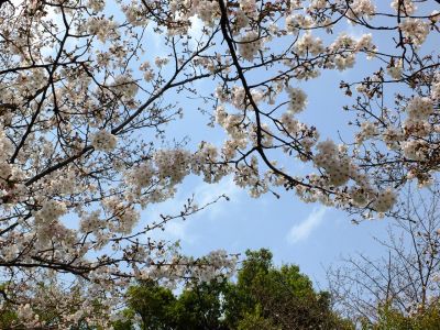 鴨池公園（染井吉野）
