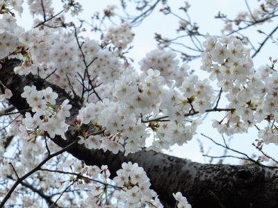 鴨池公園（染井吉野）
