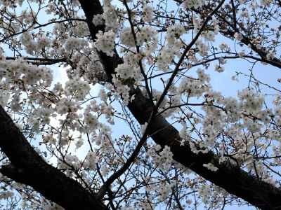 鴨池公園（染井吉野）
