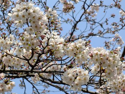 鴨池公園（染井吉野）
