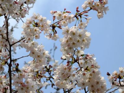 鴨池公園（染井吉野）
