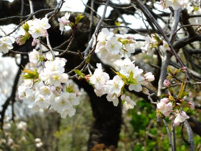 鴨池公園（枝垂れ）
