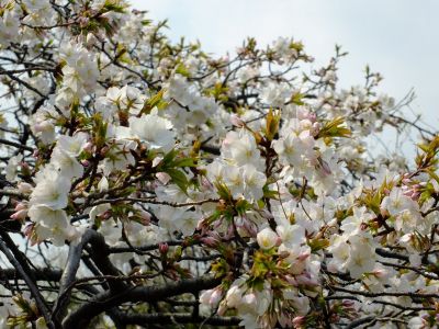 鴨池公園（枝垂れ）
