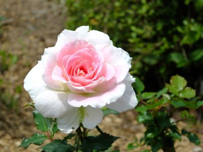 都筑中央公園（ローザ・つづきく）
