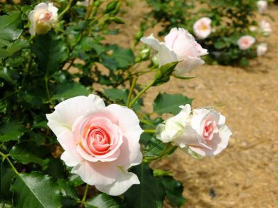 ローザ・つづきく
