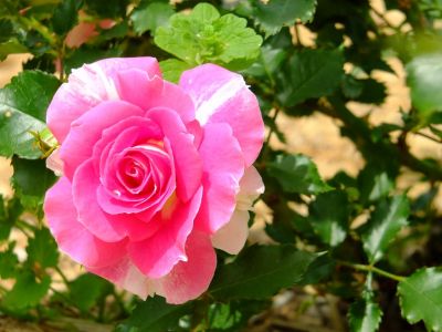 ローザ・つづきく
