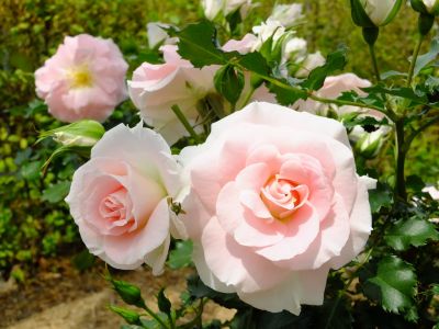 ローザ・つづきく
