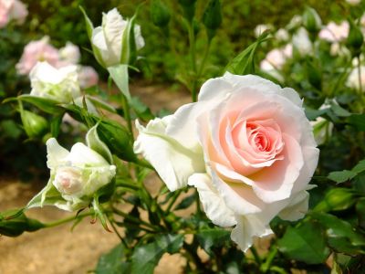 ローザ・つづきく
