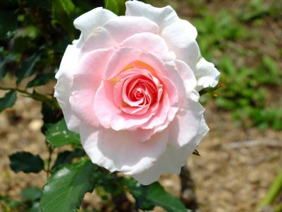 都筑中央公園（ローザ・つづきく）
